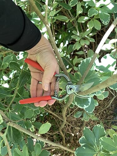 Corona BP15180 Forged Steel ClassicCUT Bypass Hand Pruner - 1 inch Cut Capacity Stem and Branch Garden Shears, Red