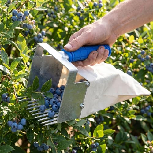 Herramienta SUPVOX para cosecha de arándanos y manzanilla miniatura 2