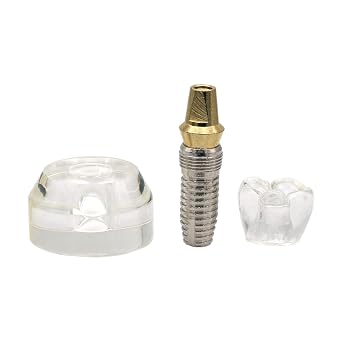Dental Teeth Model Implant Demonstration Model Clear Teeth for Study Teach M2020