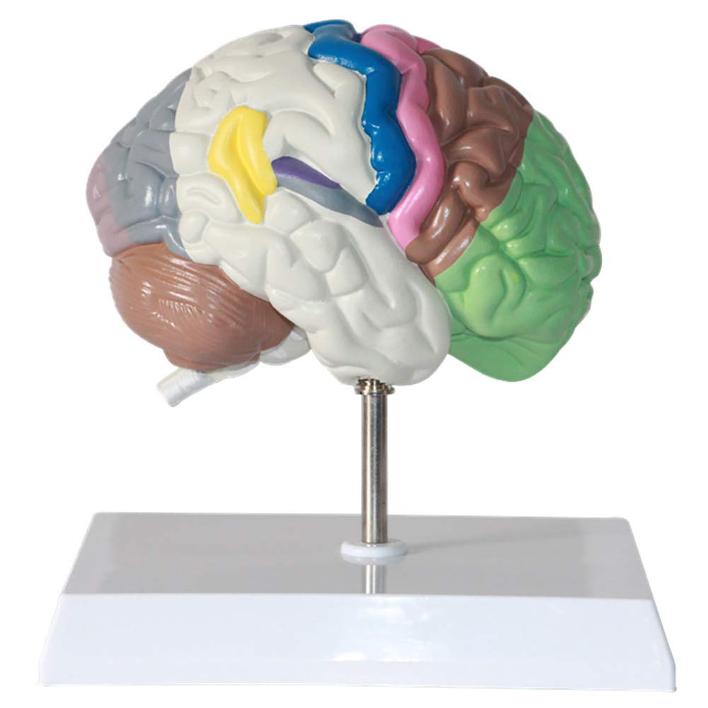 Buy Human Regional Brain Human Brain Model for Neuroscience Teaching