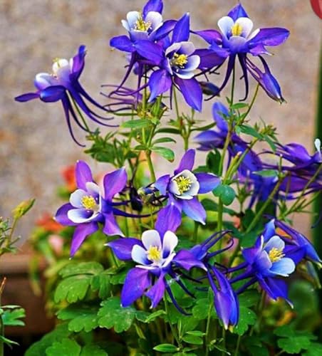 200PCS Purple Columbine Seeds Perennial Hummingbird Bee Flower Seeds Heirloom