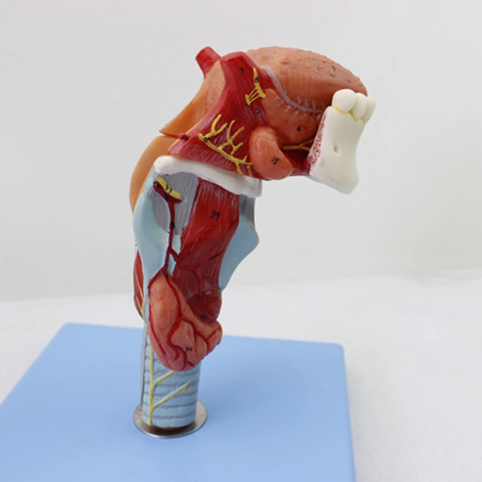 Modele dydaktyczne z zakresu biologii, Model anatomiczny gardła z językiem, 5 części, 55 wskaźników cyfrowych do celów edukacyjnych