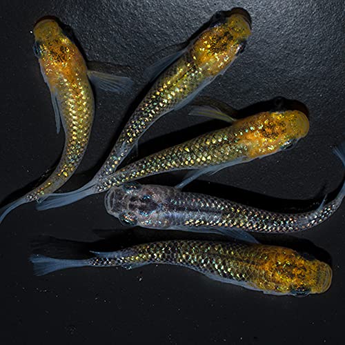●【メダカファーム泉】めだか 夜桜ゴールド 5匹 セット おまけ 1匹● 親魚候補 成魚