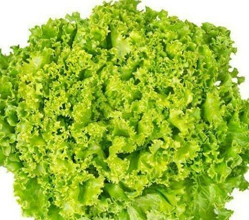 16000 Seeds of Lettuce Lollo Bionda