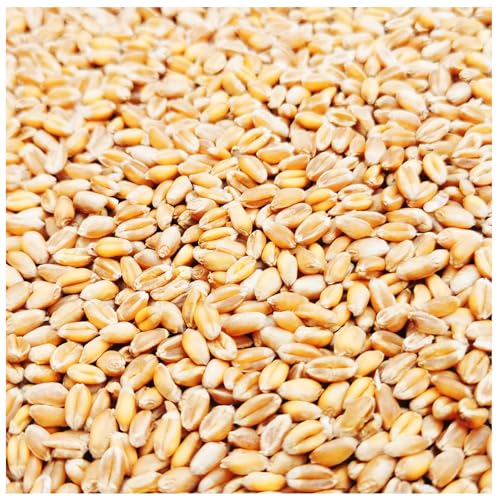 Petigi 5-30 kg Grain Graines de Blé Aliments pour Animaux Poulet Volaille