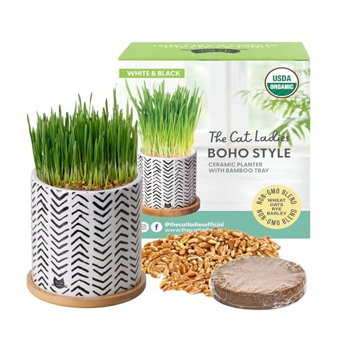 The Cat Ladies Organic Cat Grass for Indoor Cats -
