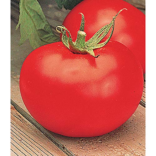SEEDS: TOMATO - BETTER BOY - SEEDED seedS - 6 seedS - LARGE