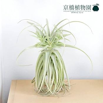 海外販売× 【現品】エアプランツ チランジア・プルプレア (34