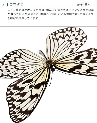 Amazon.co.jp: 蝶の標本 オオゴマダラ I.leuconoe マダラチョウ