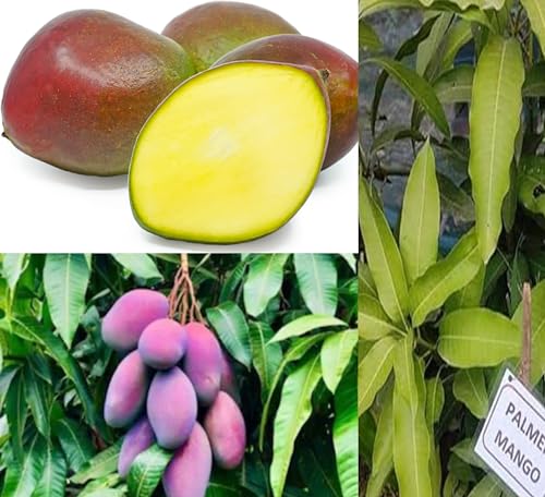 Image of Dwarf Palmer Mango Plant Grafted Hybrid Fruit After 9-12 Months (2-3 Feet Height) 1 Healthy Live Plant Ideal For Small Spaces PB 24