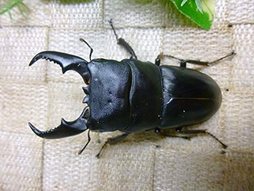 Amazon | あかがね血統ヒラタクワガタ! 生体 | 山陽オオクワ倶楽部 
