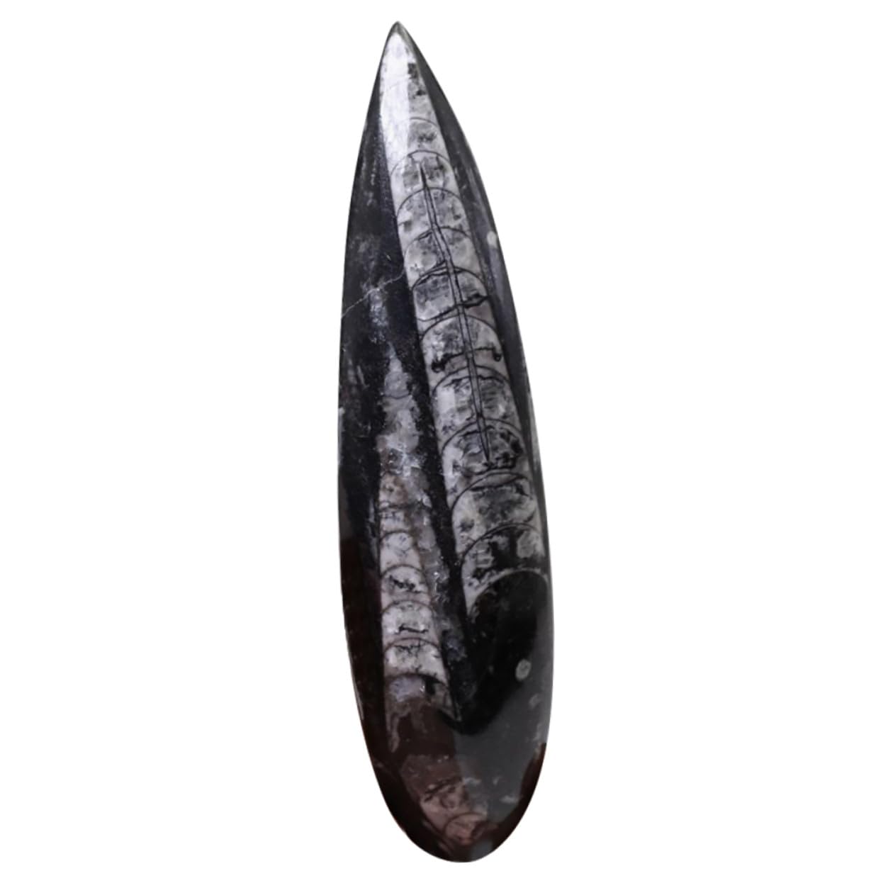 Fósil de Orthoceras Grande 1 Pieza Mineral, Muestra Didáctica | Paleooceánico, Color Negro, para Cumpleaños y Fiesta, Colección de Fósiles y Laboratorio de Ciencia