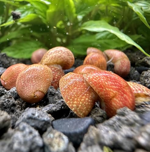 Red Pumpkin Nerite Snail x3 Pack *Rare Snail* Live Freshwater Snail