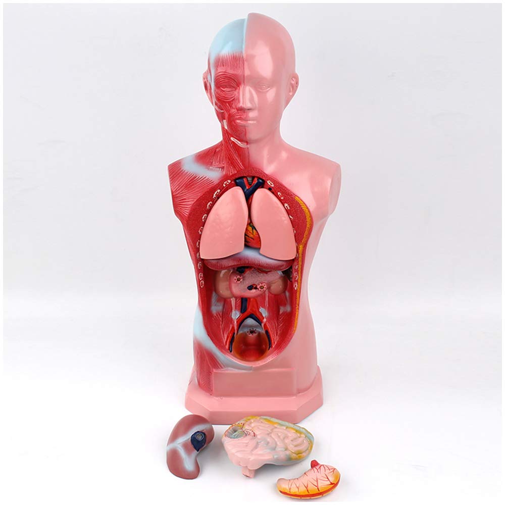 FXQ Male Torso Anatomical Model - Human Torso Anatomical Model - Medical Anatomical Toros Model with Internal Organ Heart Digestive System Structure - for Medical Educational Training Aid