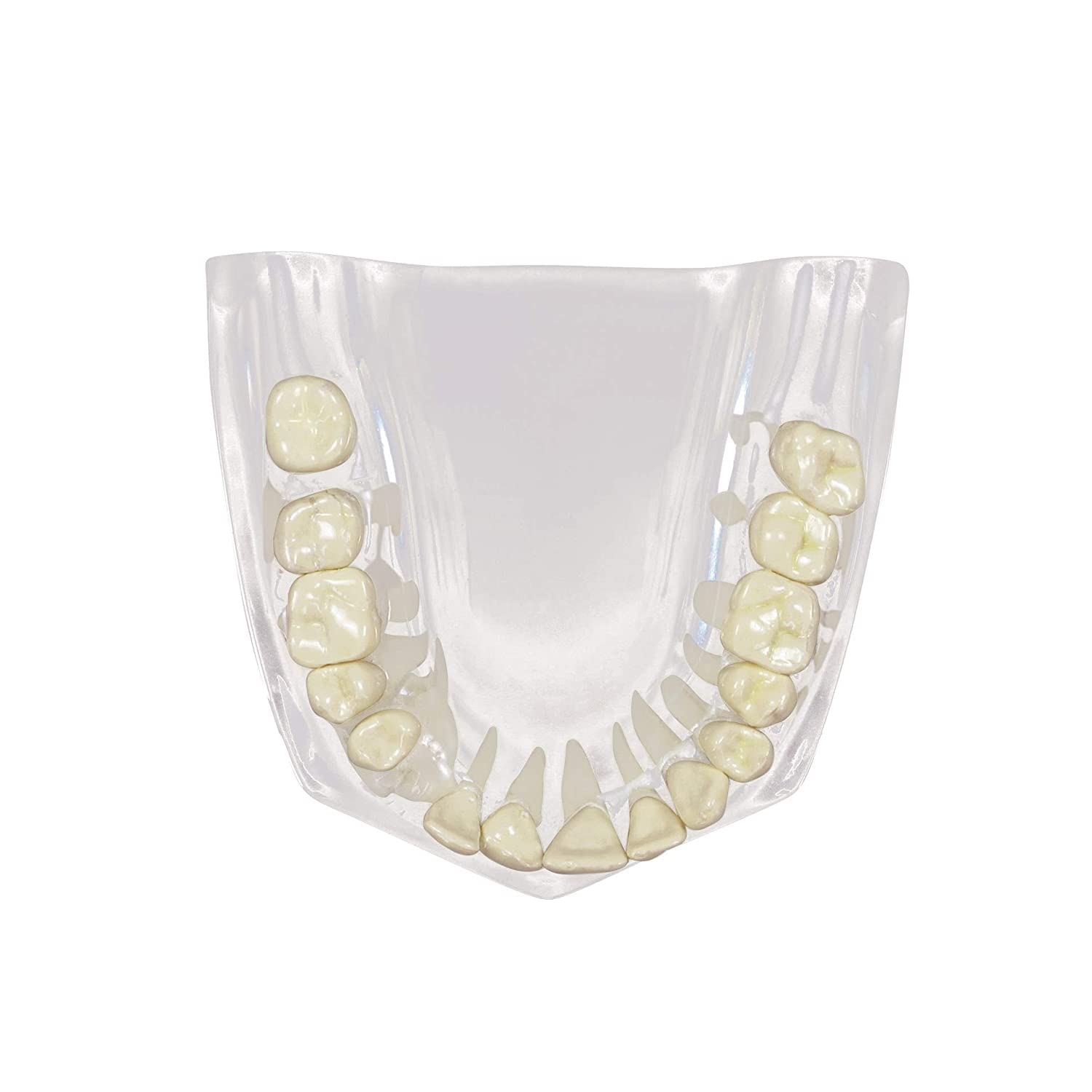 Modello anatomico dentale di mascella con denti per uso educativo, perfetto per studi dentisti e studenti di odontoiatria, replica anatomica del corpo umano