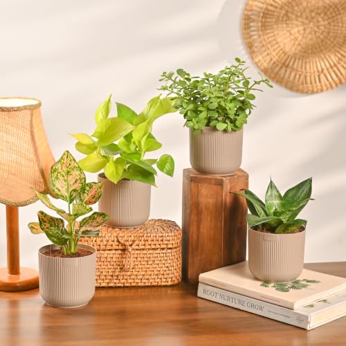 Image of Ugaoo Combo of 4 Live Indoor Plants with ibiza Pots (mocca) - Green Snake Plant, Aglaonema Pink, Jade Plant, Golden Money Plant | Perfect for Home Decor & Office