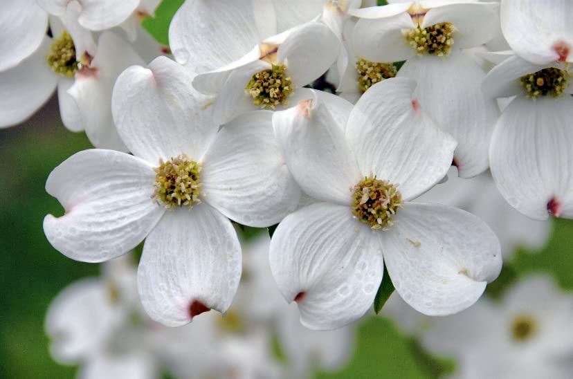 Japanese Maples White Dogwood