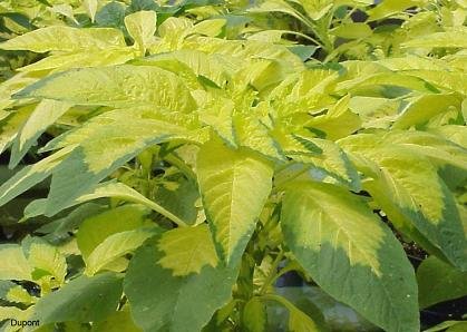 Amaranthus Tricolor Yellow 2,000 Seeds