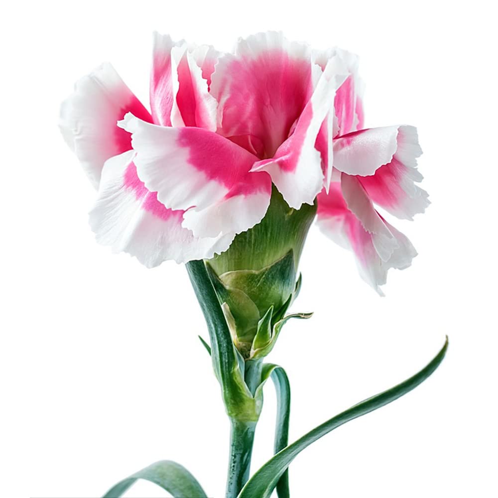 Chiodi Di Garofano - Grani | Rota Das Indias - Foto 7