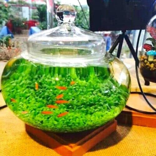 30g Aquarium Grass Plant Seeds – 6 Pack Aquarium Grass Seeds for Planting - Live Pond Plant Seeds - Thumbnail 4