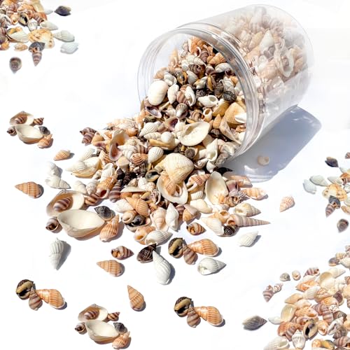 Famoby 1300 PCS Natural Ocean Beach Spiral Seashells Mixed Tiny Sea Shells for Home Decorations,Wedding Decor,Kids Outdoor Beach Theme Party,DIY Crafts and Vase Filler,Decorate The Pool.