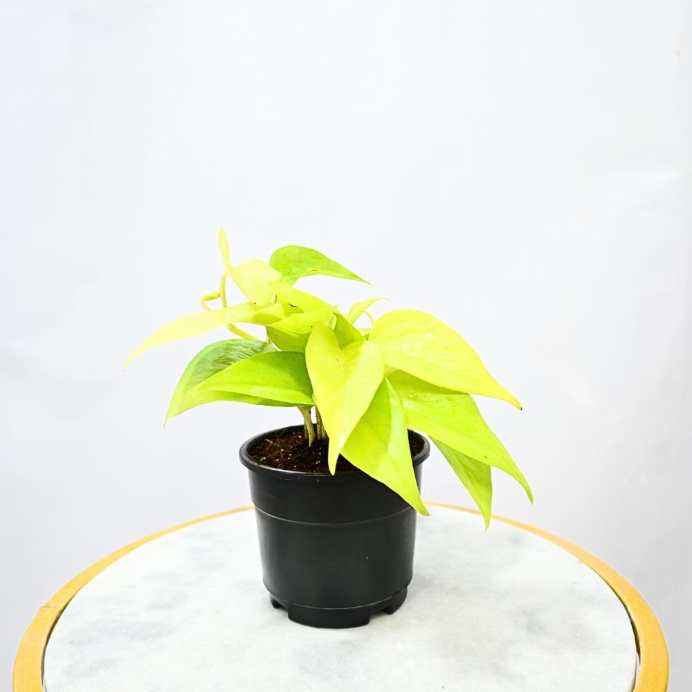 Nayra Money Plant - Green Indoor Plant with Pot -10 Nayra Money Plant - Green Indoor Plant with Pot -10
