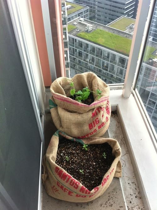 Amazon.co.jp: コーヒー豆の入っていた 麻袋 ドンゴロス 大 (70x100cm