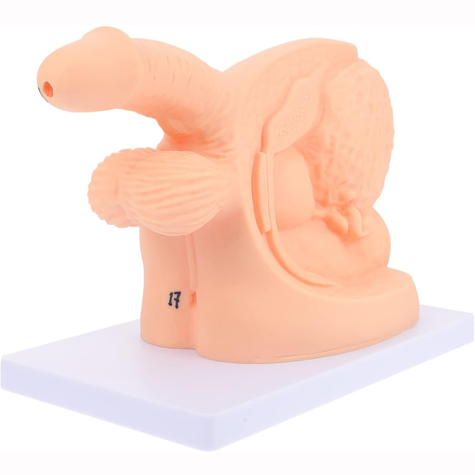 Ensemble d'enseignement de l'anatomie du cathéter, modèle de cathétérisme Masculin, modèle utile de cathétérisme corporel pour Hommes