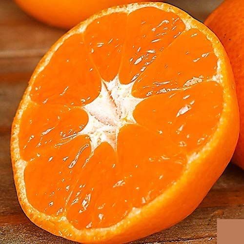 ɓ_ I Lc݂ (MS 10kg) Εl Ή\   Ӑ k lC Â a̎R Y Ε Ε