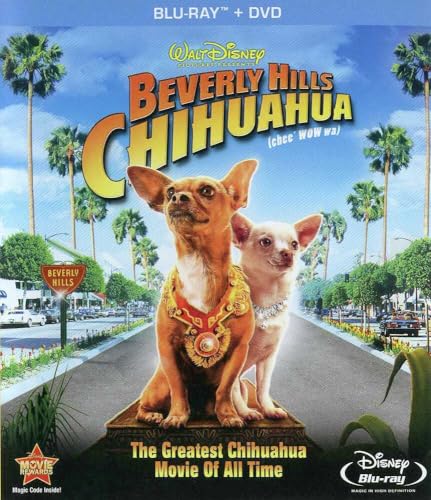 Chihuahua (BD) image 2