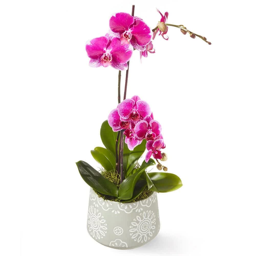 See full amazon price history chart for Cloud Farm Exotic Orchid Indoor Live Flower Plant CF_43 Cloud Farm Exotic Orchid Indoor Live Flower Plant CF_43 (B0B914FS1D) Amazon Price History, Amazon Price Tracker
