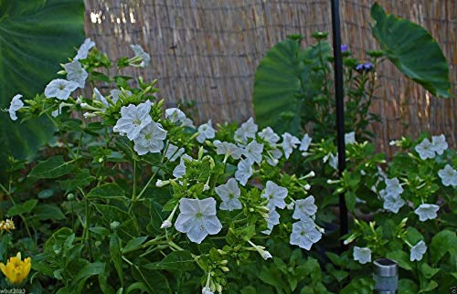 Wunderblumen (Mirabilis Jalapa White) mehrjährig