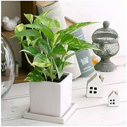 Amazon Co Jp 観葉植物 ポトス 品種おまかせ 陶器鉢植え ダイスｍ ｗｈ １鉢 受け皿付き Diy 工具 ガーデン