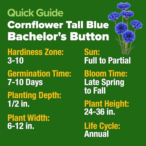 Image of HOME GROWN Bachelor Button Seeds Tall Blue - 6000 Cornflower, Stunning Blue Blooms for Wildflower Gardens, Non-GMO Flowers & Pollinator-Friendly Spaces, Low Maintenance Flower Seeds (Centaurea cyanus)