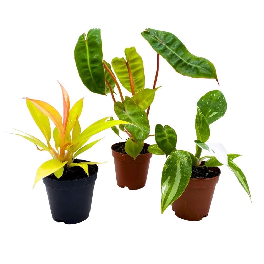 BubbleBlooms Rare Philodendron Assortment