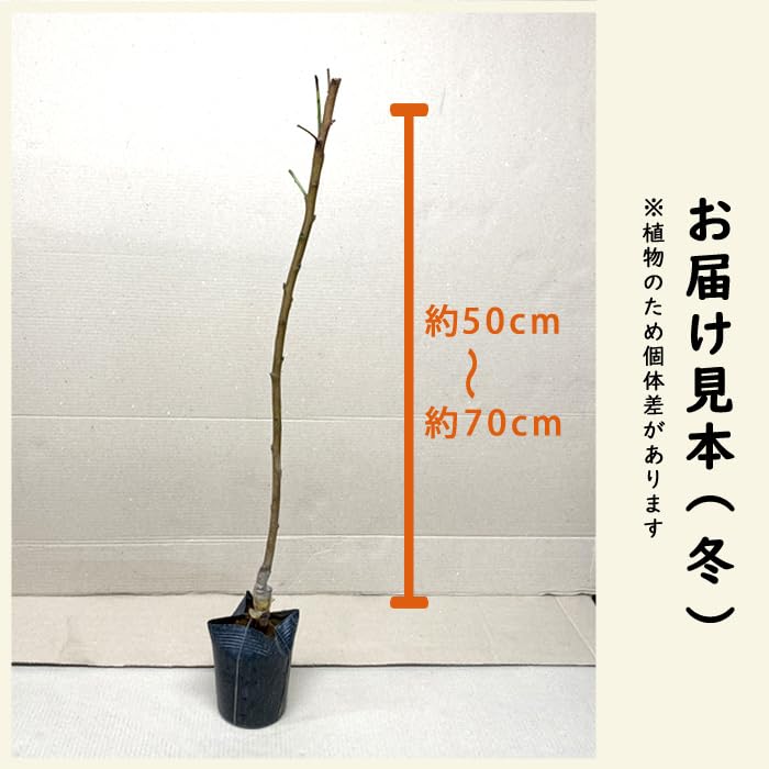 Amazon.co.jp: 果樹苗 花木 桃 水密 すいみつ 13.5cmポット 照手水蜜