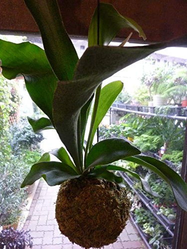 Amazon｜コウモリラン（ビカクシダ）苔玉仕立て 吊りタイプ 室内
