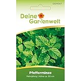 🌿 Eigene Pfefferminze mit dem Saatgut von DeineGartenwelt anbauen. Viele weitere Sorten erhältlich.