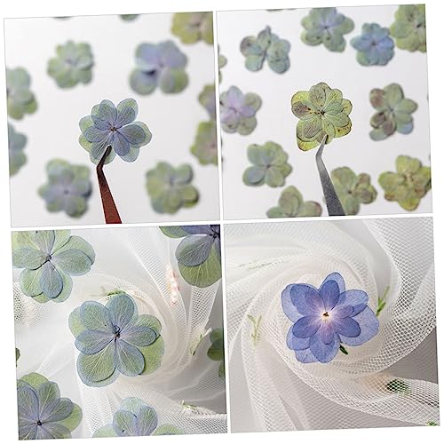 Flores secas prensadas PRETYZOOM 30 piezas para manualidades miniatura 6