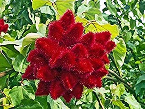 Kapebonavista ® Latkan Annatto Rangamali Kumkum Sinduri Lotkons Jolandhar Lipstick Tree Bixa orellana Living Plant in Poly Bag (Multi). (B07VRZX5SB) Amazon Price History, Amazon Price Tracker