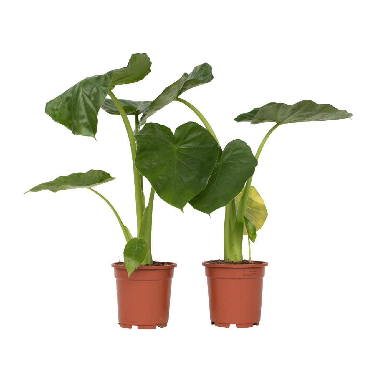 Plant in a Box - Alocasia Macrorrhiza - Set de 2 - Plante d'intérieur - Oreille d'éléphant - Alocasie - Pot 17cm - Hauteur 60-70cm