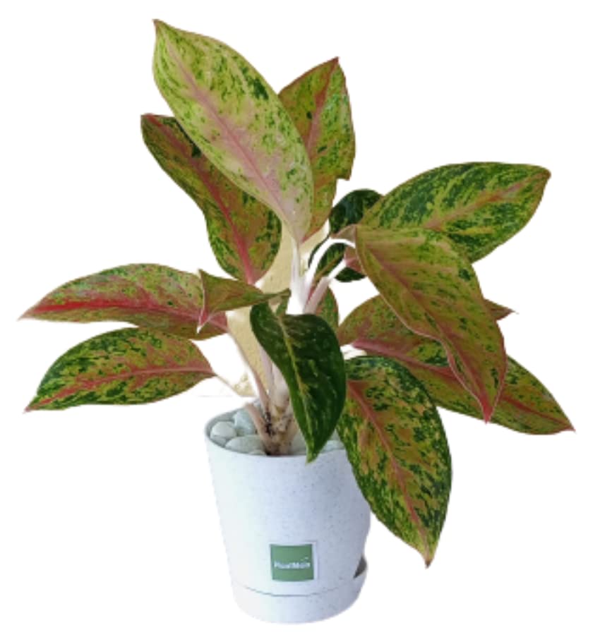PlantMela Aglaonema Night Sparkle with Self Watering Pot with White Pebble (Marble) (B0B8M6PPCV) Amazon Price History, Amazon Price Tracker