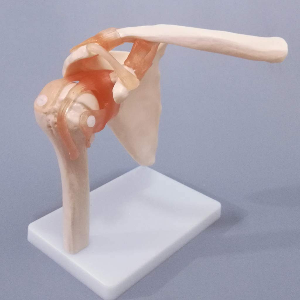 Modèle Ligament Pivot Épaule Naturelle Grande Ceinture Modèle Squelette Humain Modèle D'omoplate Orthopédique Et Matériel Médical, Naturel