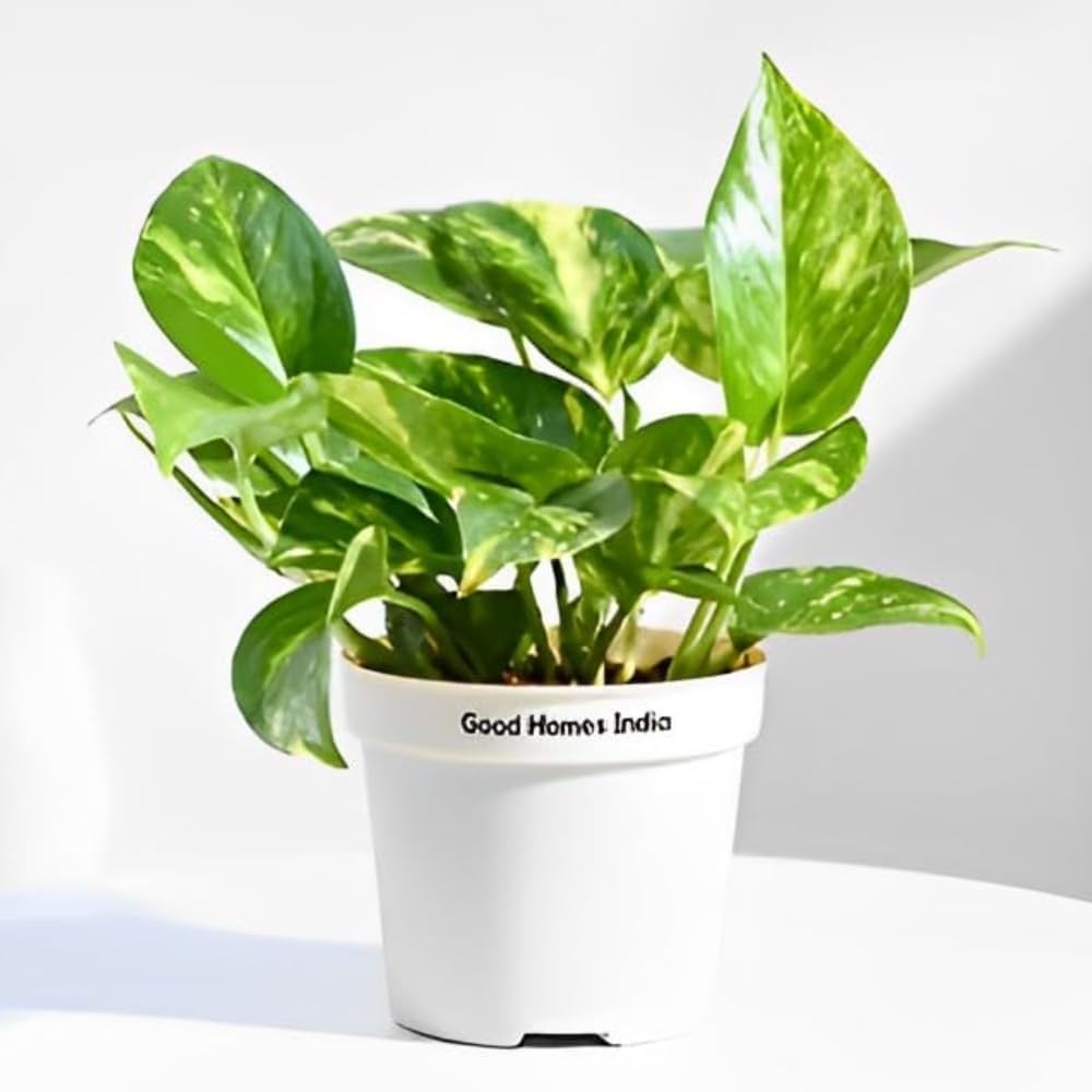 GOOD HOMES INDIA Money Plant | Good Luck Money Plant | Money Plant indoor live Plant | Money Plant For Home Decoration | Money Plant indoor Plants For Living Room | outdoor Plant | Self Watering Pot (B0CDPH2T3C) Amazon Price History, Amazon Price Tracker