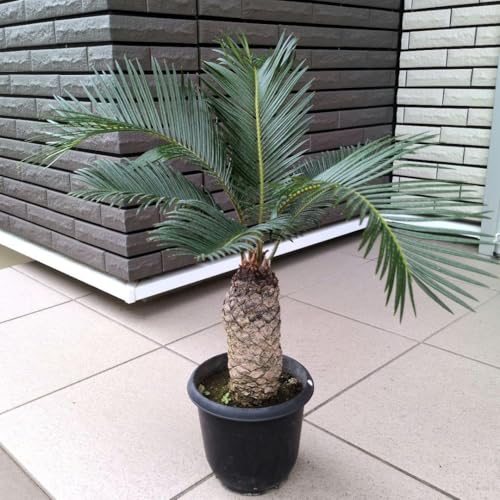 ソテツ 観葉植物」の人気商品一覧 | 安い商品を通販サイトから探す