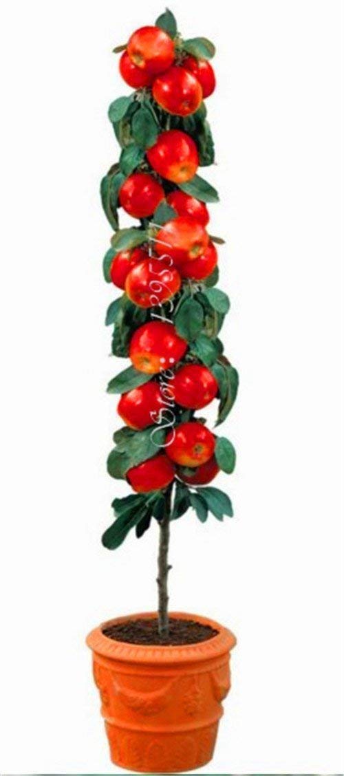 Apfelbaum Bio Saatgut 200 Samen - Winterharte Obstbäume Für Garten & Kübel