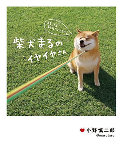 柴犬まるのイヤイヤさん
