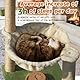 Fantasreen Katze Kratzbaum 70cm Kleiner Kratzbaum Turm mit Hängematte, Katzenspielzeug aus Holz interaktive Wohnung für Kätzchen und Erwachsene Katze