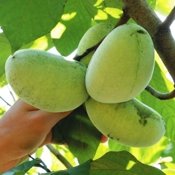 P特大02 ポポー大苗木1本 ポポー ぽぽー 苗 幻の果実