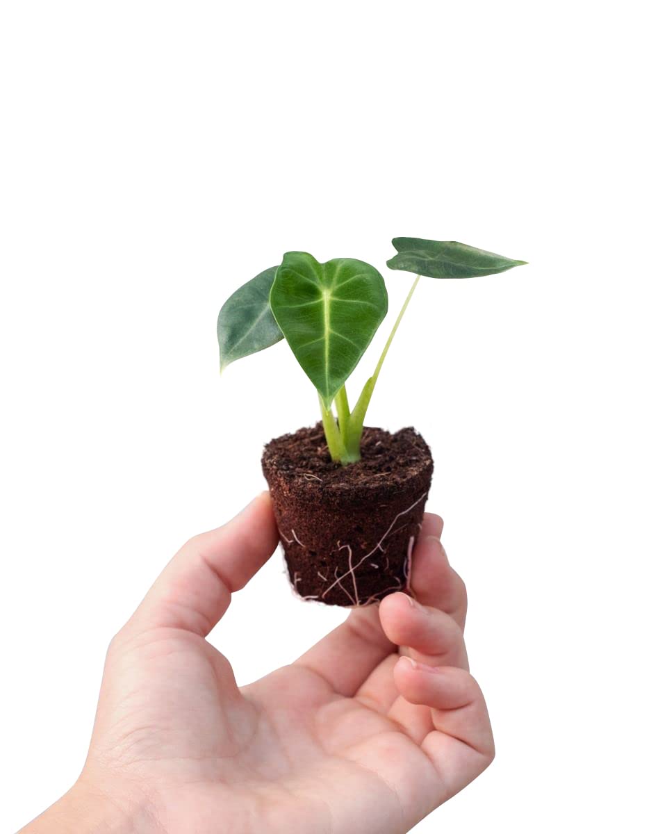 Baby Alocasia Frydek - Pianta Da Interno, Alocasia Velluto Verde Con Venature Bianche
